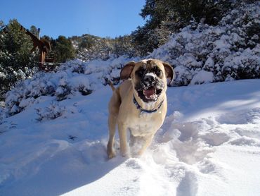 Samson in the snow