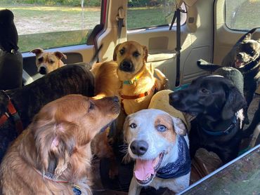 Dog Boss Wednesday pack