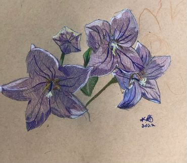 Color pencil drawing of purple flowers by Kuumba N.A. Stanley