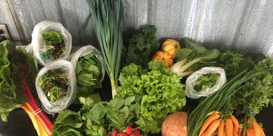 A bountiful harvest of vegetables including lettuce, bright orange carrots, red radishes.