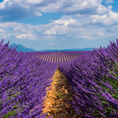 Lavender -Aromatherapy - Essential Oils