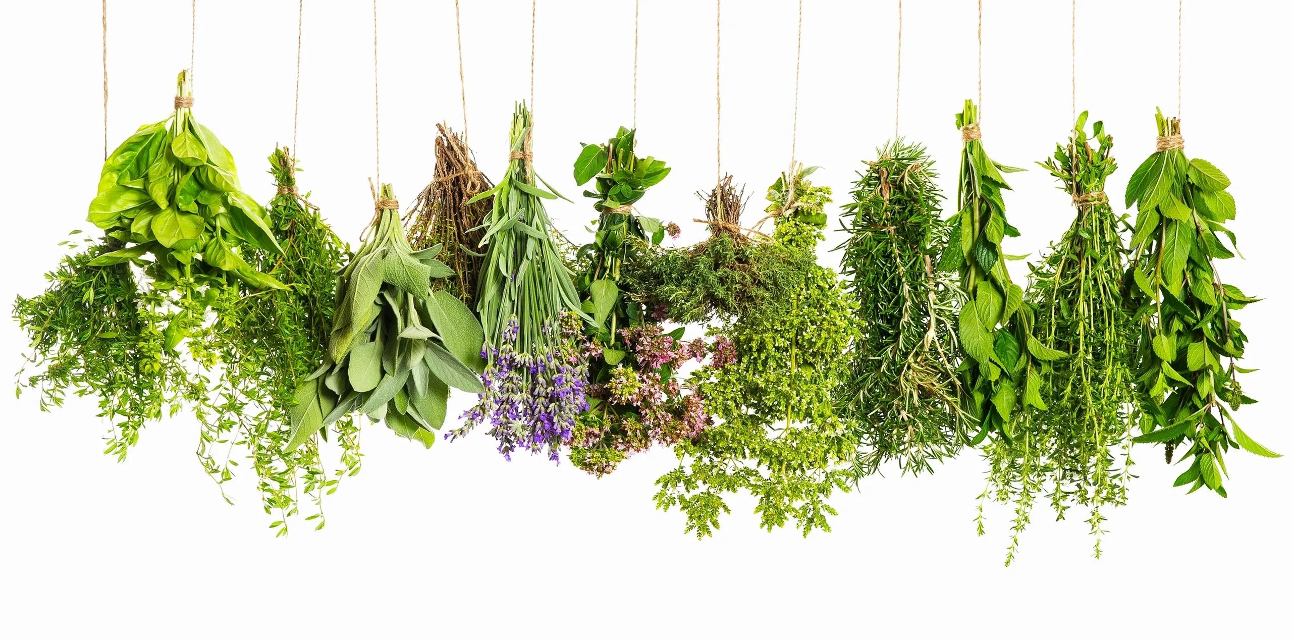 Harvested herbs hanging to dry