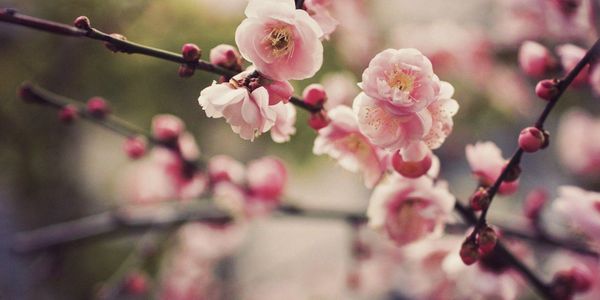 Flowers from Graceful Cremation
