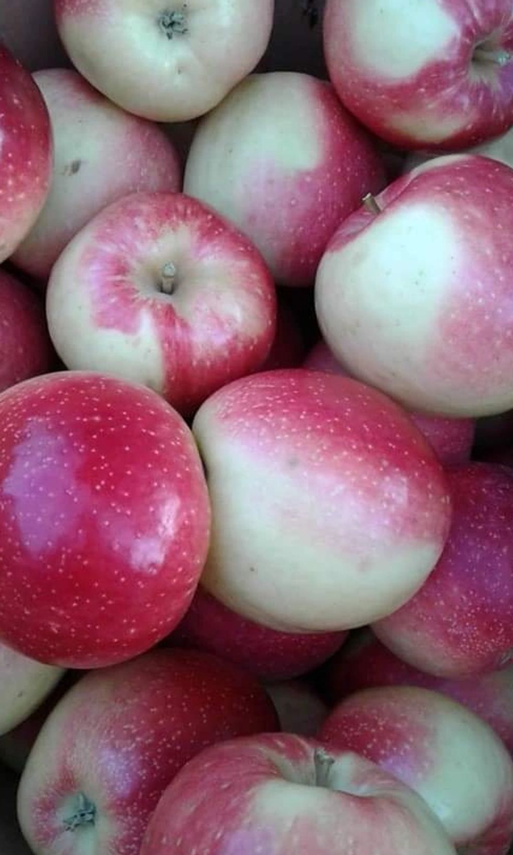 SWEETANGO APPLES. A crossbreed between the 'Honeycrisp' apple and the Zestar! apple. The trademark n