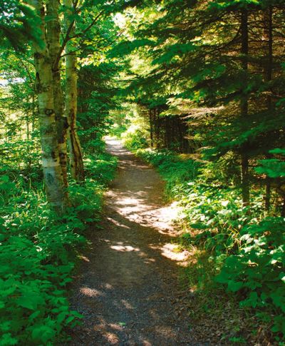 Sunlit forest path surrounded by lush green trees and foliage.