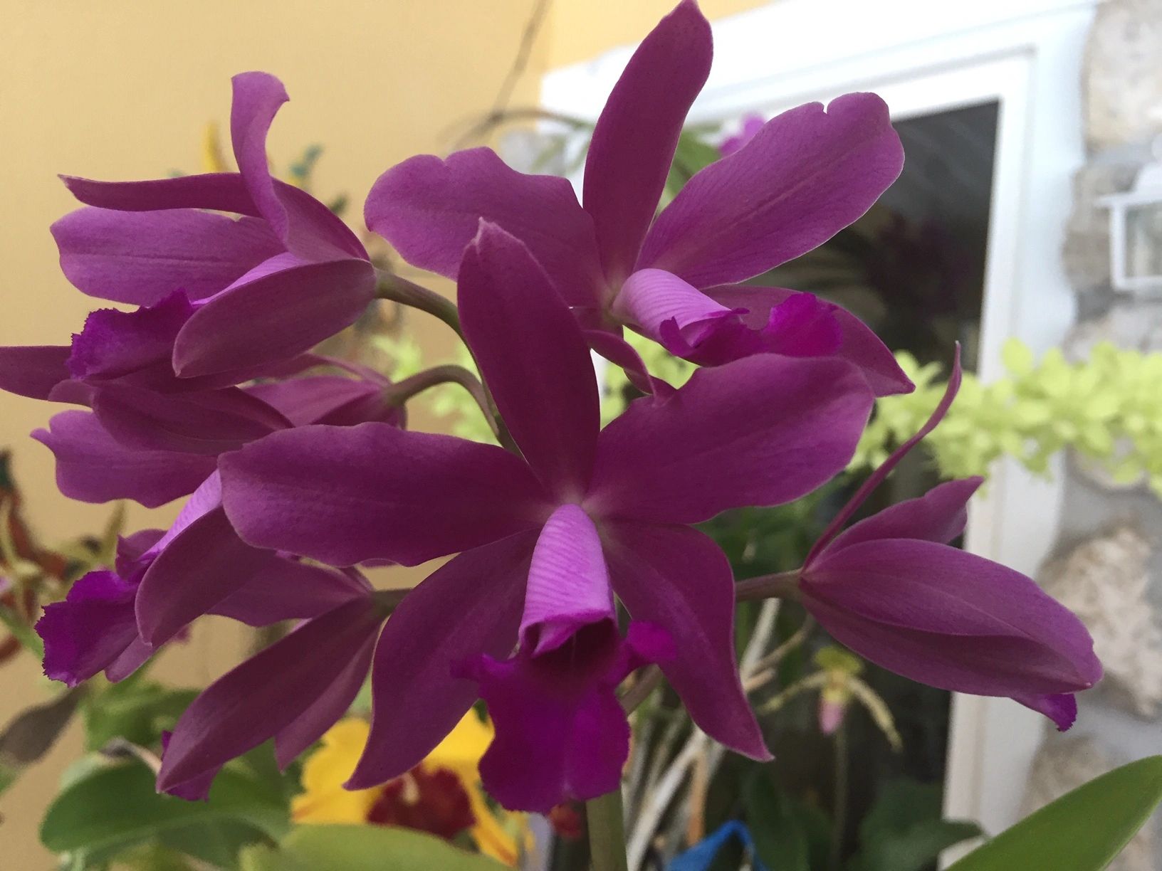 Orchids, Orchid Growing - Manatee Orchid Society - Bradenton, Florida