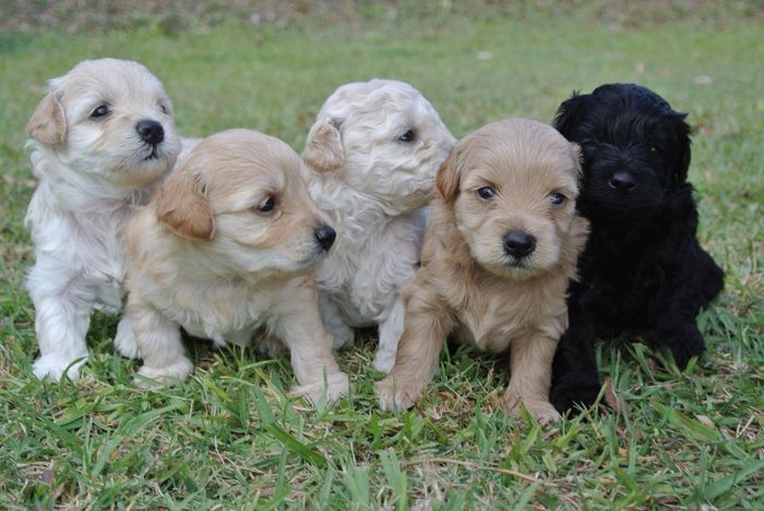 Moodles For Sale,moodles Gold Coast, Moodle puppies For Sale, moodles Queensland,moodle puppies