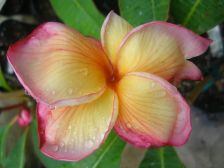 Wild Bills Botanicals Tropical Plants Plumeria Catalog Butterfly Gold