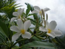 Wild Bills Botanicals Tropical Plants Plumeria Catalog Heleiwa