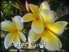 Wild Bills Botanicals Tropical Plants Plumeria Catalog Aztec Gold