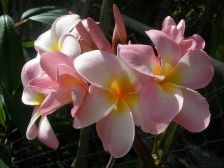 Wild Bills Botanicals Tropical Plants Plumeria Catalog Maui Beauty