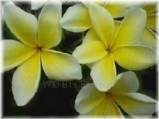 Wild Bills Botanicals Tropical Plants Plumeria Catalog Lemon Chiffon