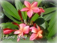 Rare and Exotic Leona Hoke Plumeria Frangipani