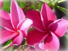 Wild Bills Botanicals Tropical Plants Plumeria Catalog Miami Rose
