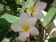 Wild Bills Botanicals Tropical Plants Plumeria Catalog Pale Pink