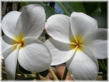Wild Bills Botanicals Tropical Plants Plumeria Catalog Palm Beach White