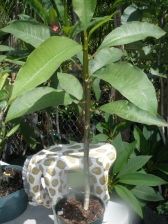 Plumeria Frangipani rooted cuttings