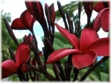 Wild Bills Botanicals Tropical Plants Plumeria Catalog Scarlet OHara