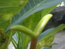 Plumeria Frangipani seed pods