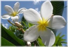 Wild Bills Botanicals Tropical Plants Plumeria Catalog Snow White