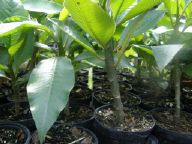 Plumeria Frangipani seedlings