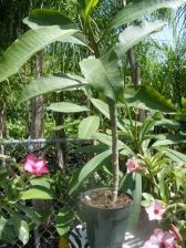 Plumeria Frangipani rooted cuttings