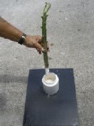 Plumeria Frangipani tip Cuttings rooting powder