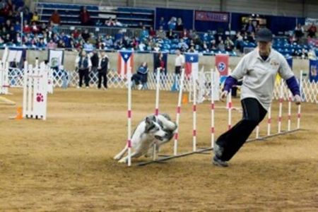 Dr. Golden winning The AKC National Agility Championship, in VA, with her border collie "Blink".