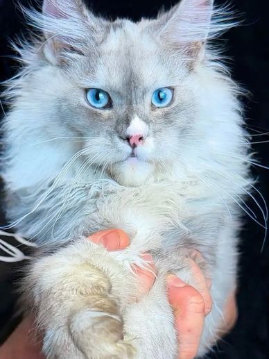 Close-up of a fluffy cat with striking blue eyes being held gently.
