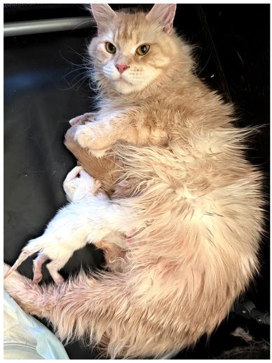 We have a new litter! Neptune and Alana are proud parents, and their kittens are going to be humding