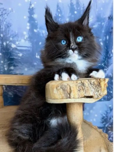 Fluffy black and white kitten with striking blue eyes on wooden furniture.