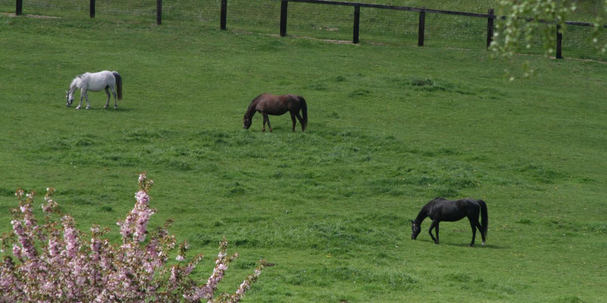 horses in meadow wildwood farm whidbey island