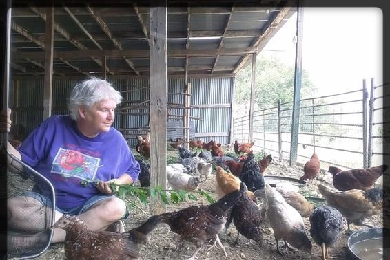 A Friendly Neighborhood Chicken Farm in Jersey City