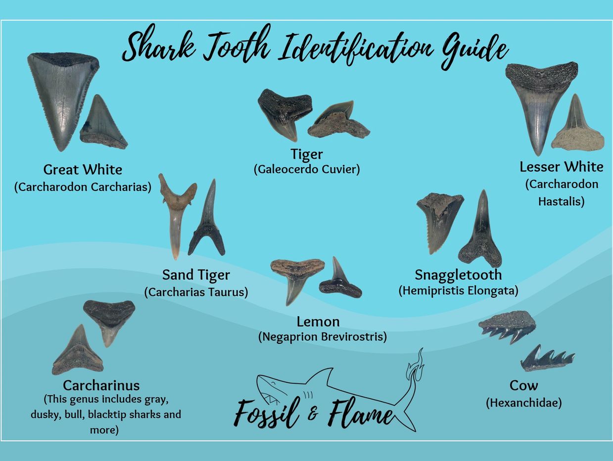 northeast florida shark tooth identification guide