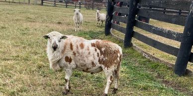 2019 ram lambs