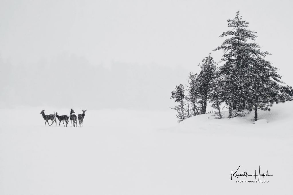 Burntside Deer - A snowy winter's day. A herd of whitetails. Magic!