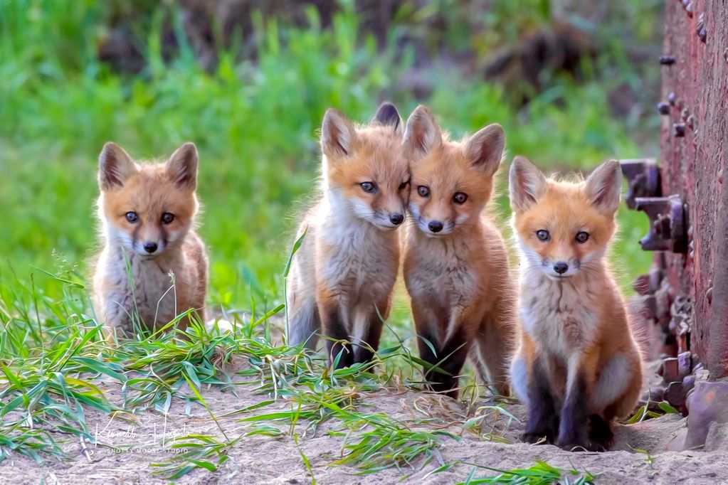 Quads - Sibling red fox kits  endear themselves to all of us!