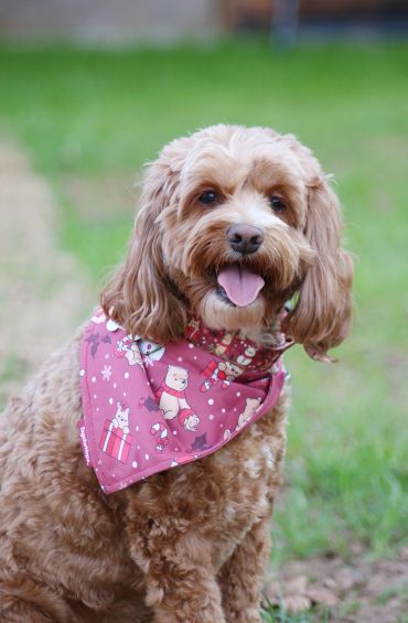 Happy dog wearing a festive pink bandana.