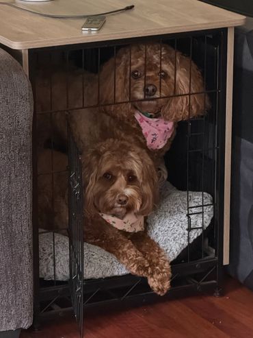 Two small dogs inside a crate with pink bandanas.
