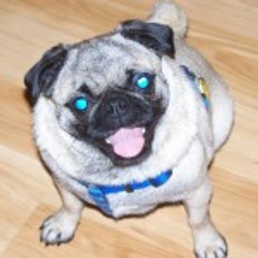 Pet sitting