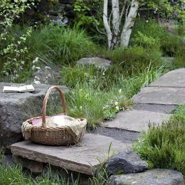 garden with wild flowers and silver birch
