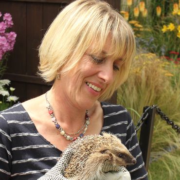 hedgehog being safely picked up