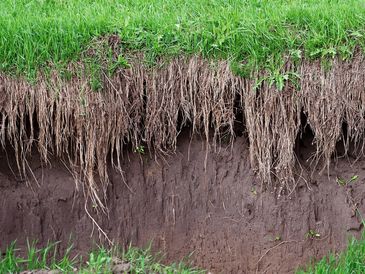 Close-up view of grass with exposed roots hanging down from a soil erosion on a riverbank.