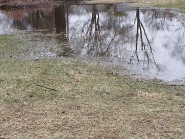 A reflection of bare trees in a small pond surrounded by grass.