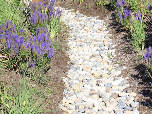 A winding garden path made of smooth, multicolored pebbles, surrounded by  purple lavender flower