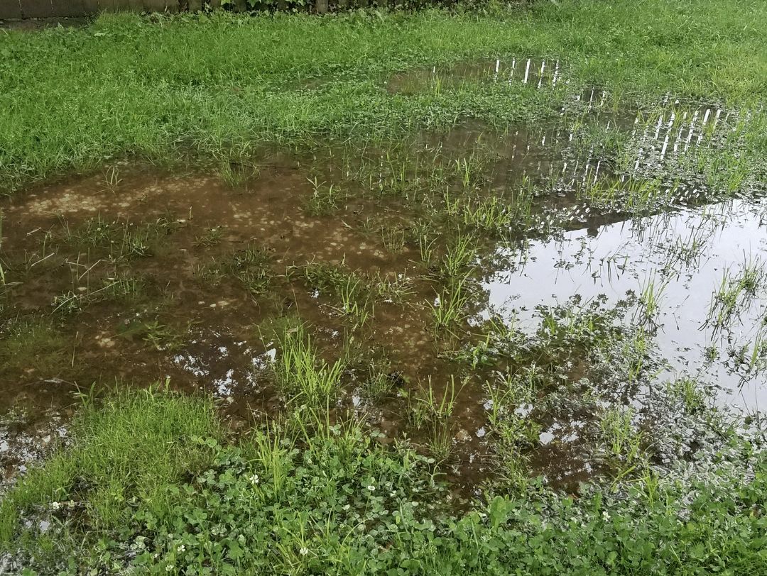 A waterlogged field with patches of muddy water and green grass and plants growing through it.