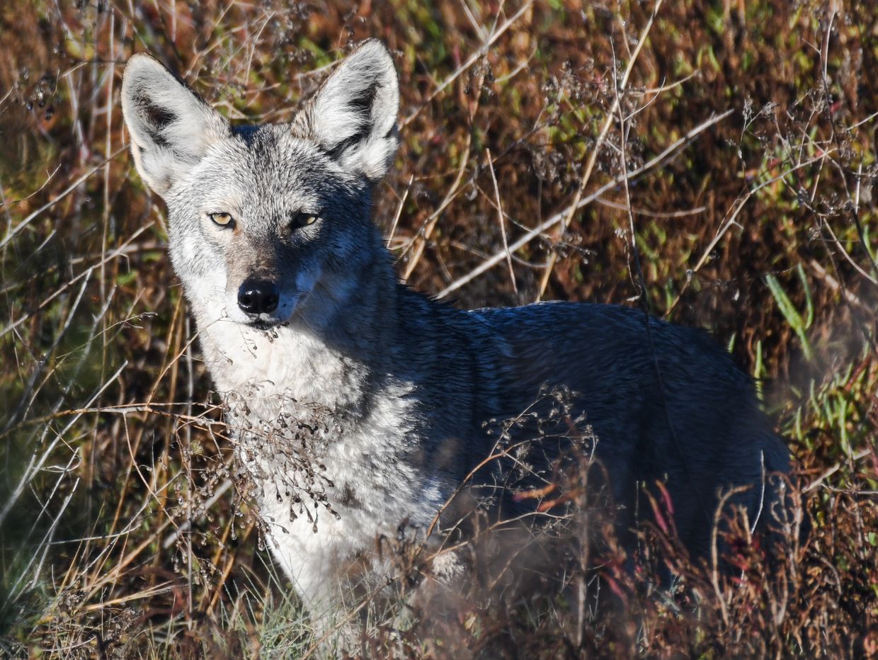 A Coyote in the tall brush at Pacheco Marsh