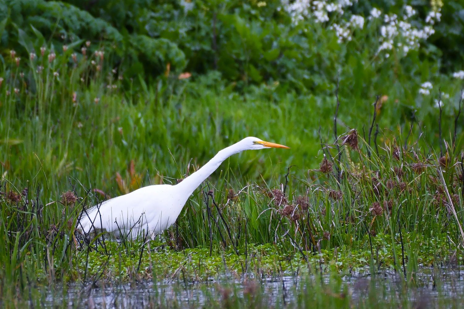 Great Egret fishing at Cosumnes River Preserve in Galt