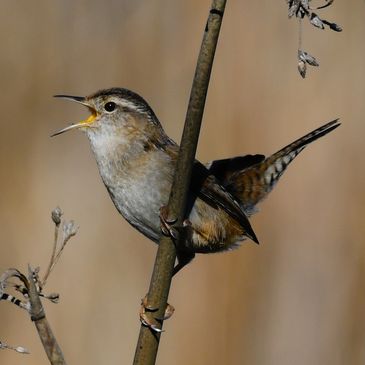 Marsh Wren perched on a reed at Radke Park