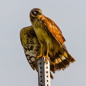 Northern Harrier at Pacheco Marsh